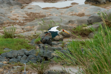 Nimmersatt (16 von 22).jpg